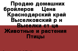 Продаю домашних бройлеров  › Цена ­ 120 - Краснодарский край, Выселковский р-н, Выселки ст-ца Животные и растения » Птицы   